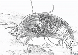 mite Coloring Pages To Print